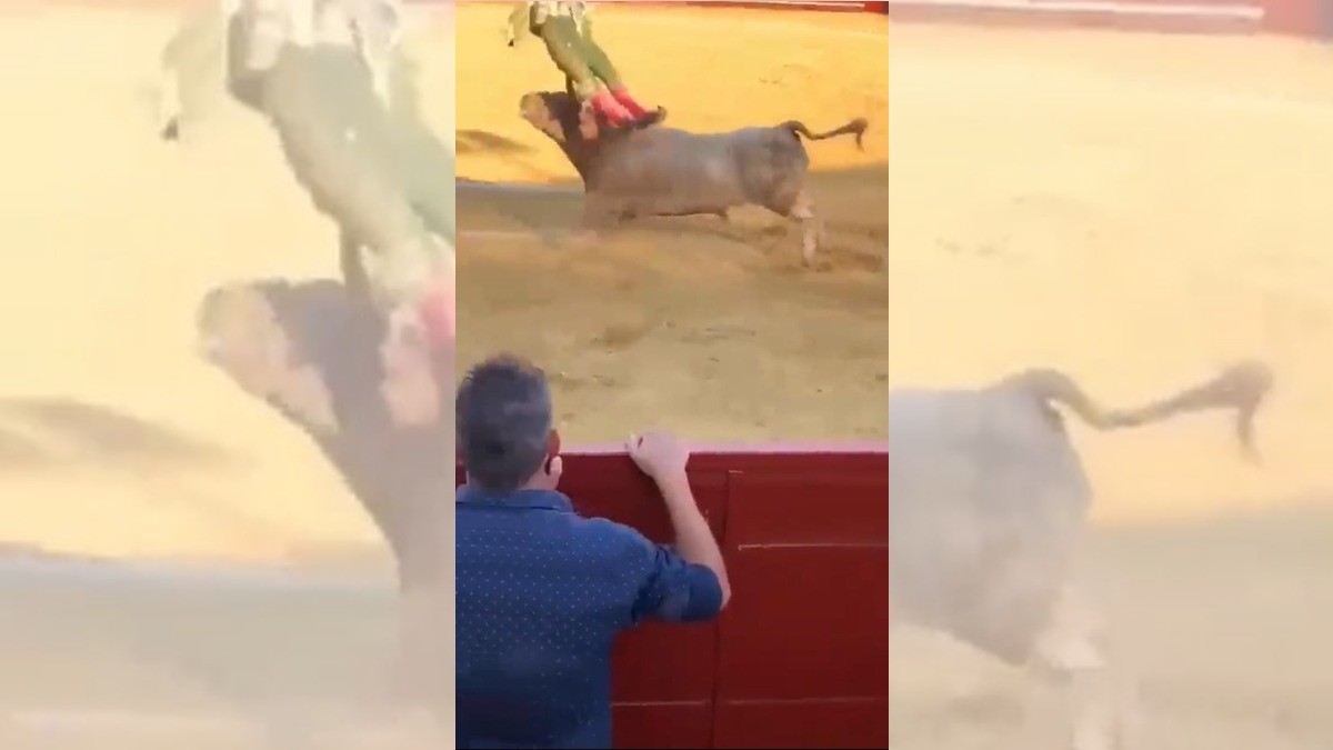 VIDEO Así fue la tremenda cornada a un torero en el coxis