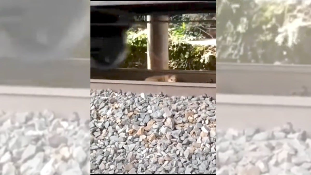 Increíble: ve cómo un tren le pasa encima a lomito, ¡y sobrevive!