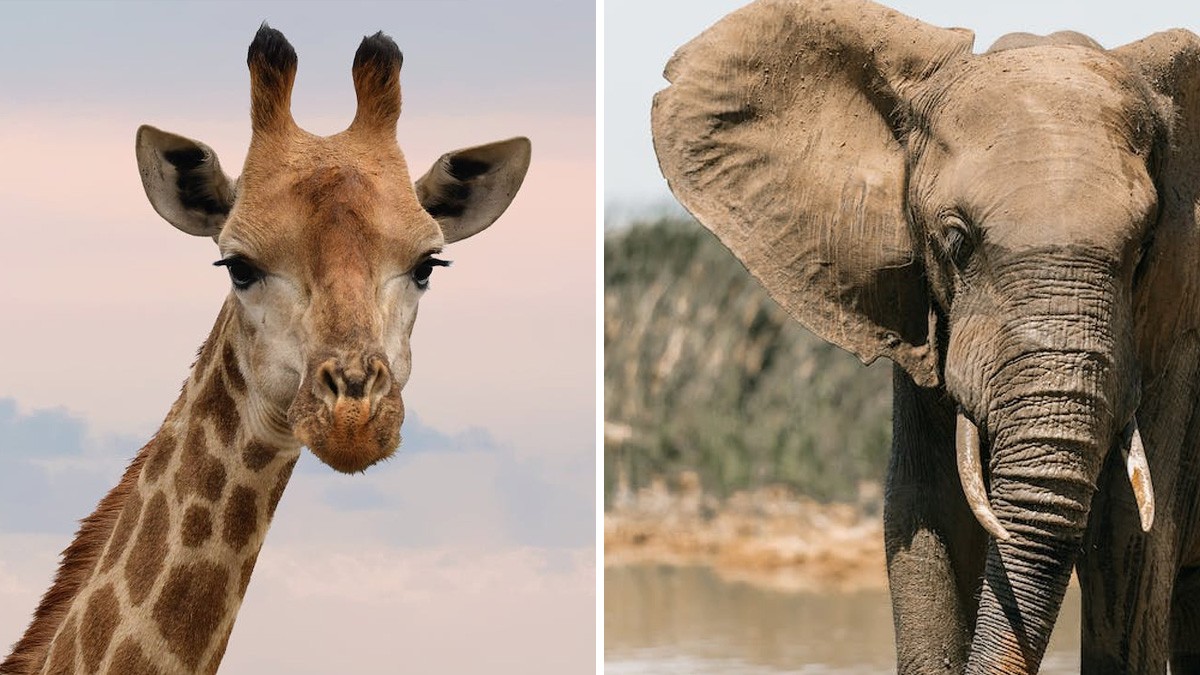¡Corte! Elefante y jirafa escapan de set de rodaje y provocan caos en el estudio