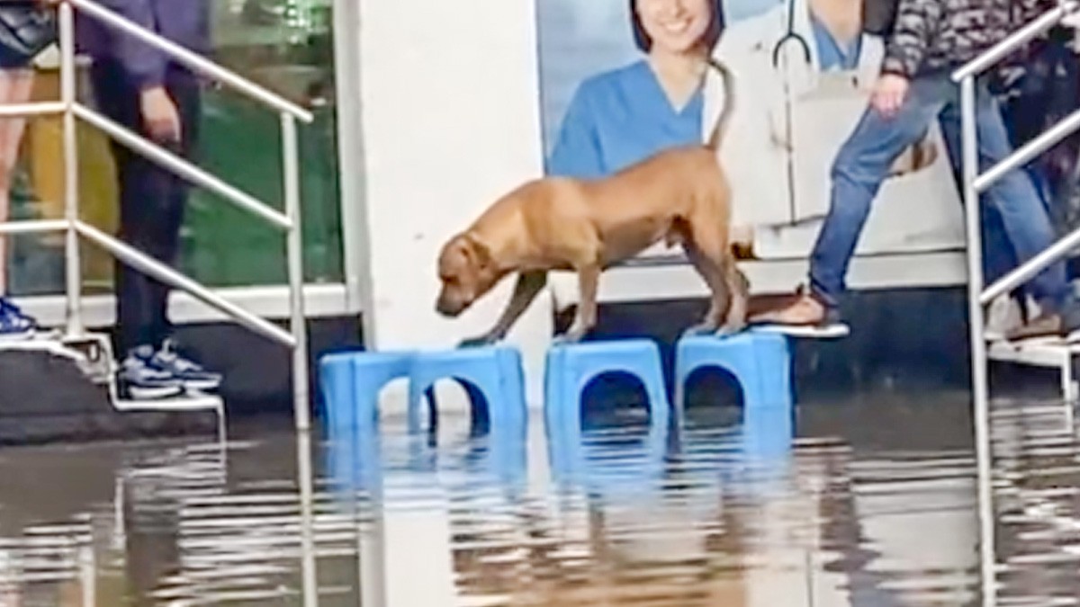 Primero los 'lomitos': improvisan puente para ayudar a perrito en una inundación
