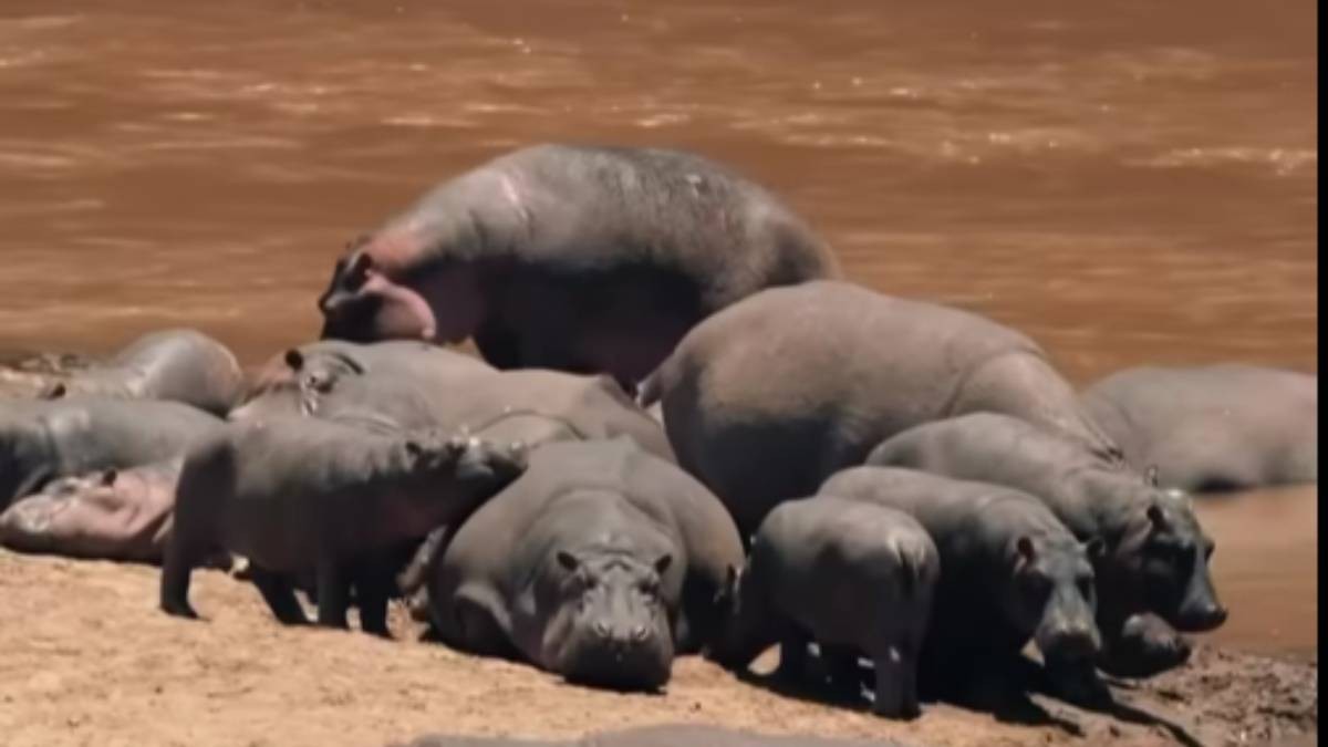 Santuario de Culiacán recibirá hipopótamos descendientes de mascotas de Pablo Escobar