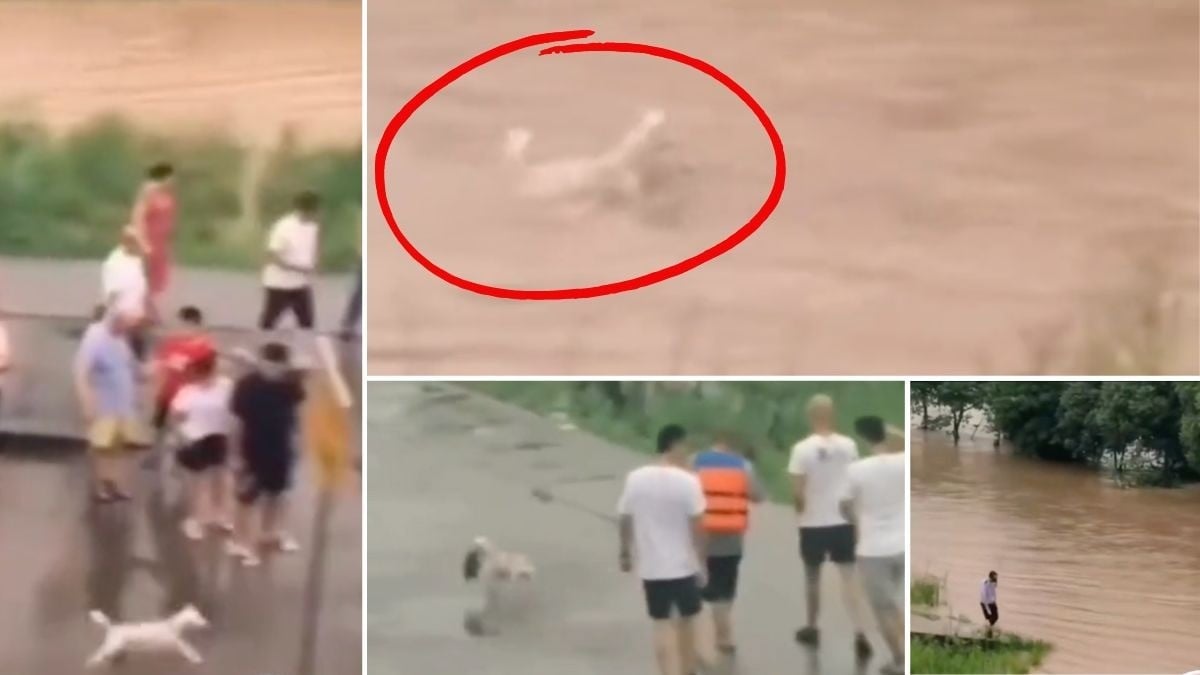 VIDEO Perrita se lanza a río salvaje para salvar a su cachorro; sale con él en el hocico