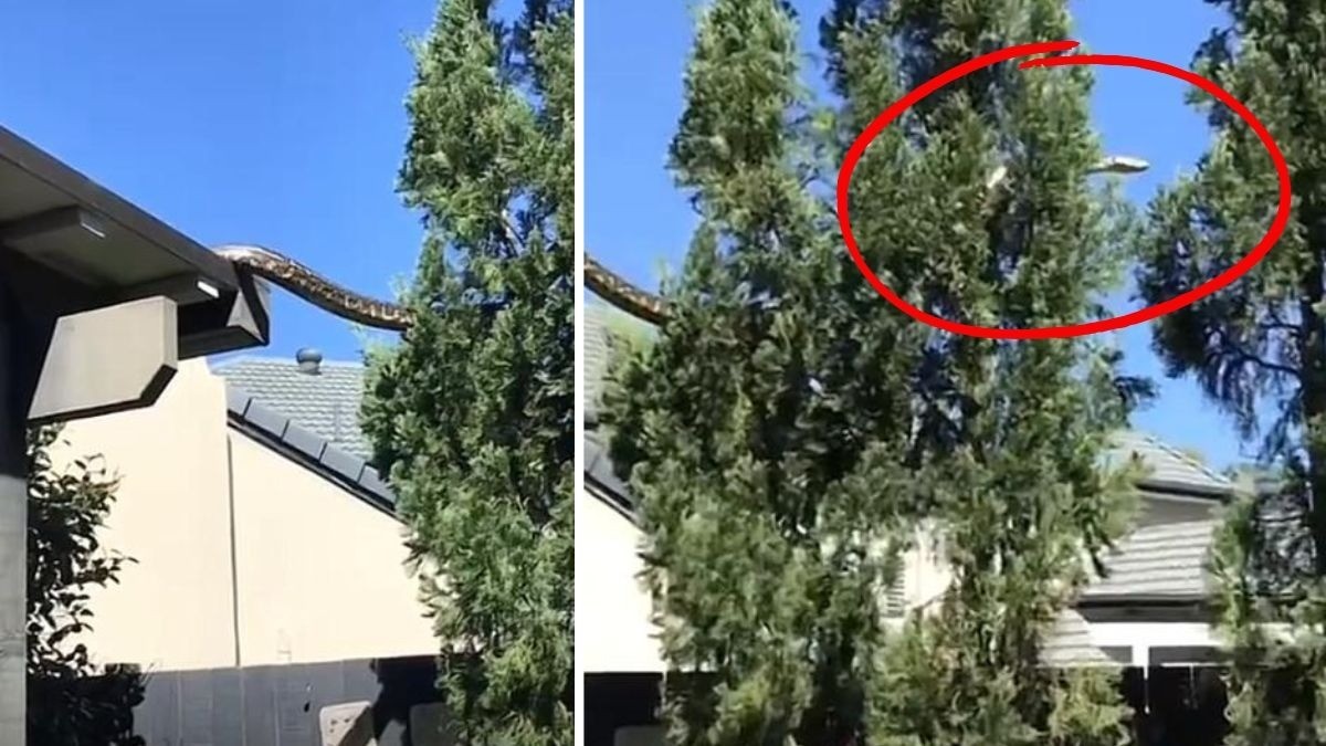 VIDEO Enorme pitón de 5 metros de largo sobre una casa aterra a familia; pesaba más de 100 kilos