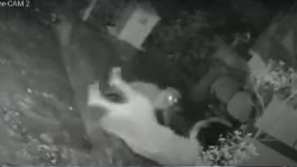 VIDEO. Jaguar acorrala a una abuelita y ella no tiene de otra y lo enfrenta con su bastón