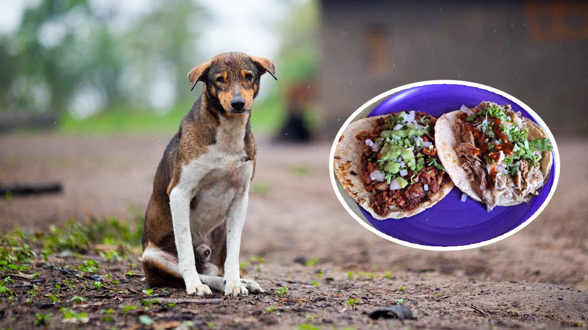 Clausuran puesto de tacos por vender presunta carne de perro; dueño lo niega
