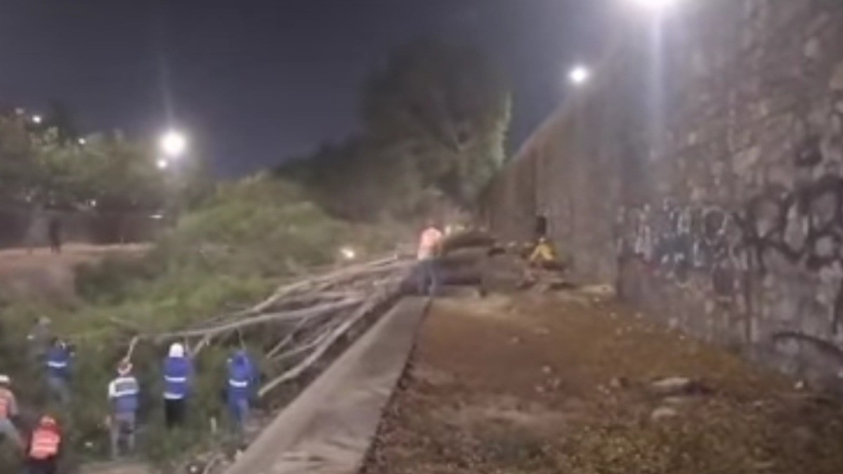 Niega Conagua al Municipio reponer árboles talados en Malecón; podrían obstruir el paso de agua