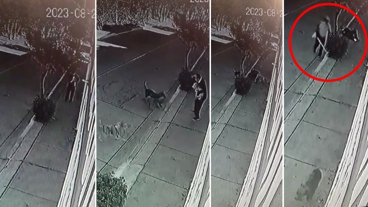 VIDEO Ataca jauría a hombre y su perrito en Casa Blanca; vecino lo salva con escoba en mano