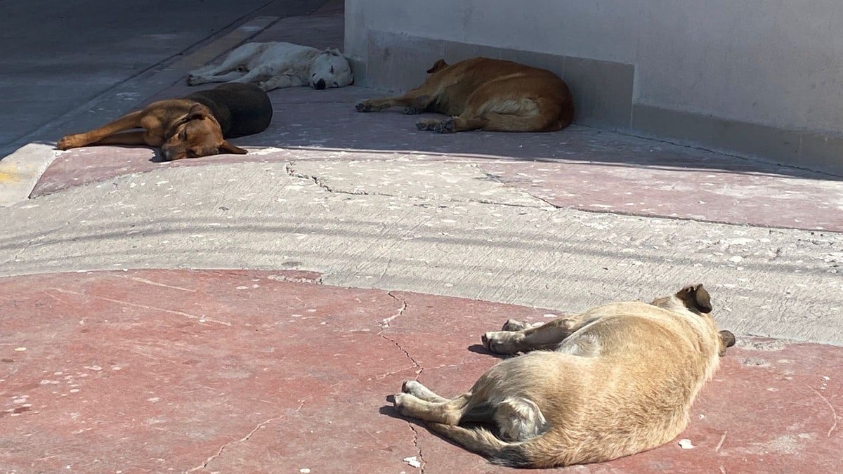 Ataques de perros agresivos en León, suman 112 casos