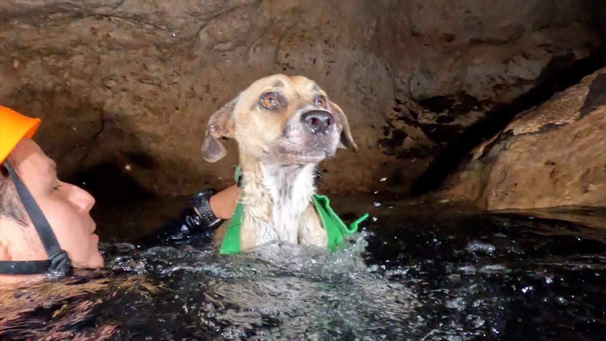 Perrita llamada Shakira cayó a un cenote; la rescatan luego de 4 días en el agua