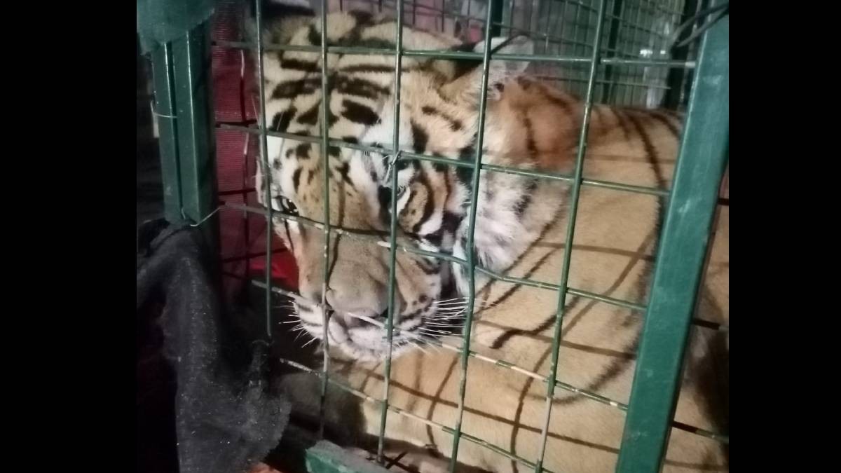 Feroz tigre escapa de finca y aterroriza las calles de Jalisco