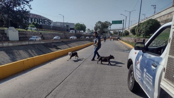 Capturan a perros bravos del Malecón; van por más