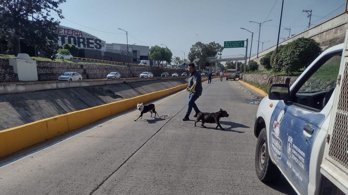 Capturan a perros bravos del Malecón; van por más