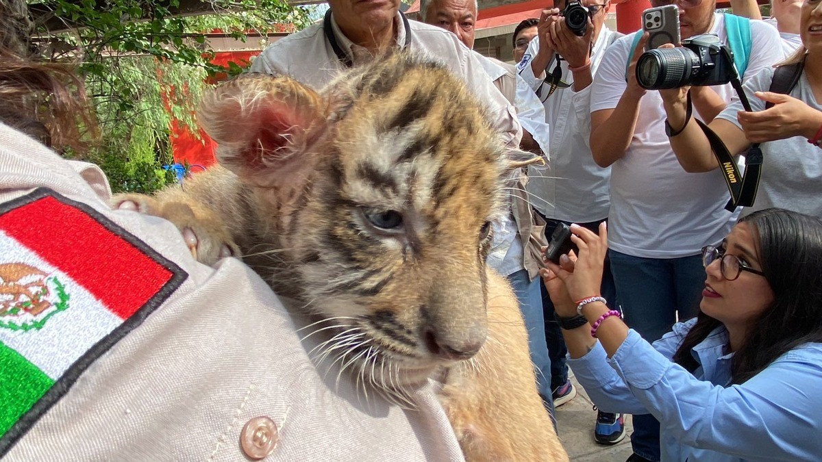 Presume Zooleón dos crías de un tigre