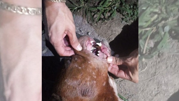 Son cinco las jaurías que acechan en colonias de León