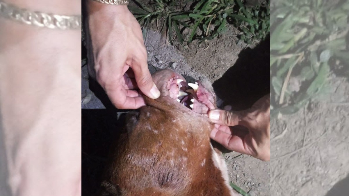 Son cinco las jaurías que acechan en colonias de León