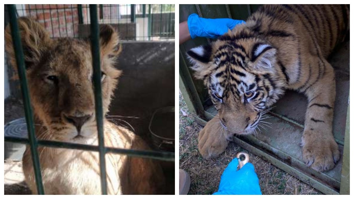 Rescatan ‘narcomascotas’ como tigres y leones en Guanajuato
