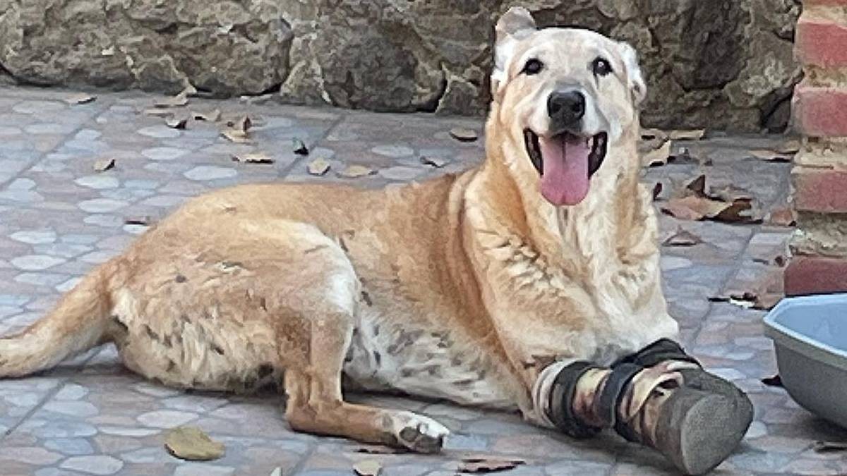 VIDEO Componen corrido a Pay de Limón, perrito torturado por narcos en Zacatecas