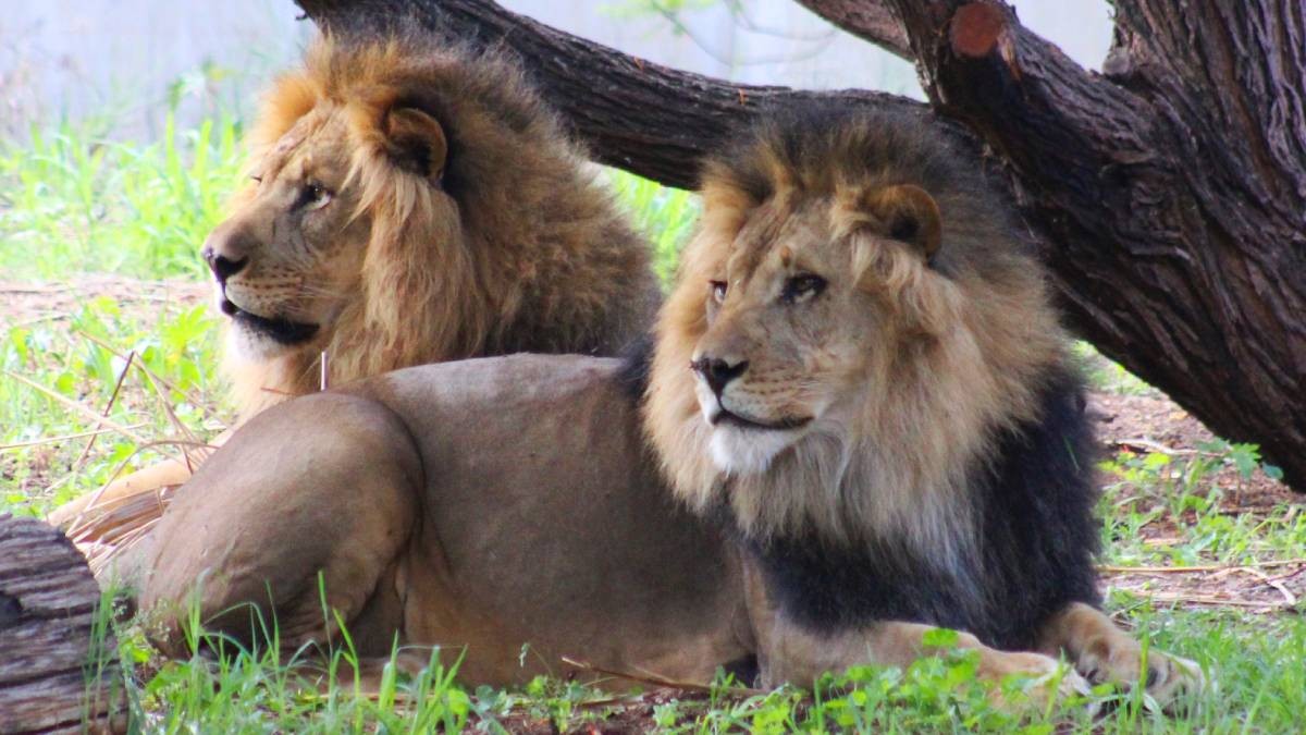 ¿Sin planes en domingo? ZooLeón invita a aprovechar Pase Verde y entrar gratis