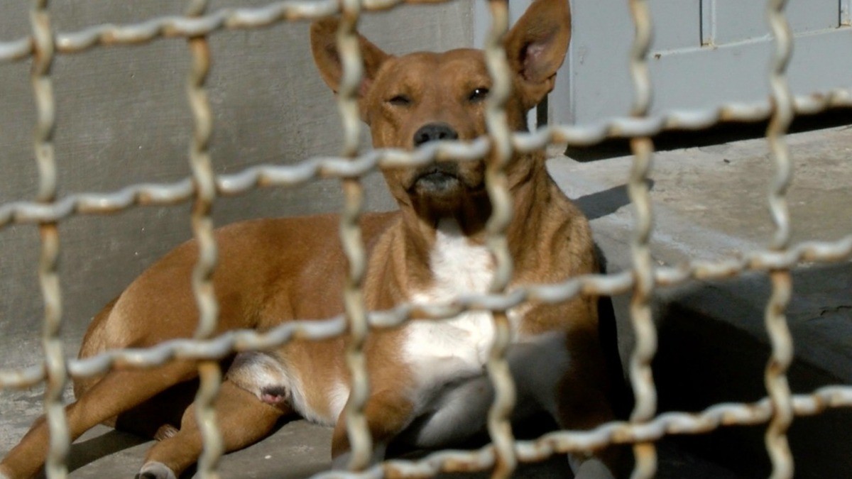 Drástico, pero necesario; perros agresivos deben ser ‘dormidos’: URI