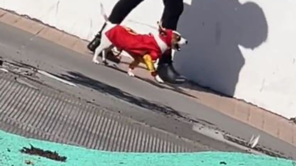 ¡Ahí va ‘Chesperrito’!, te robará el corazón