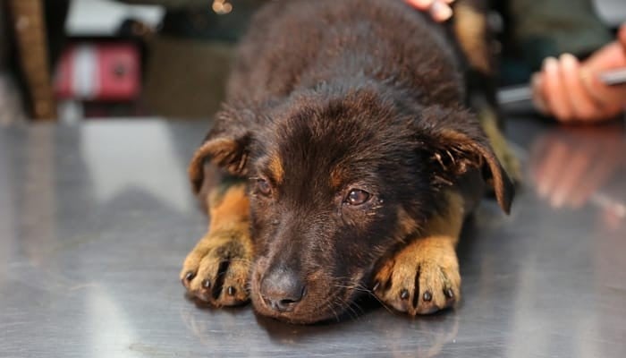 Maltrato animal es cada vez más cruel, advierte Amor Mestizo