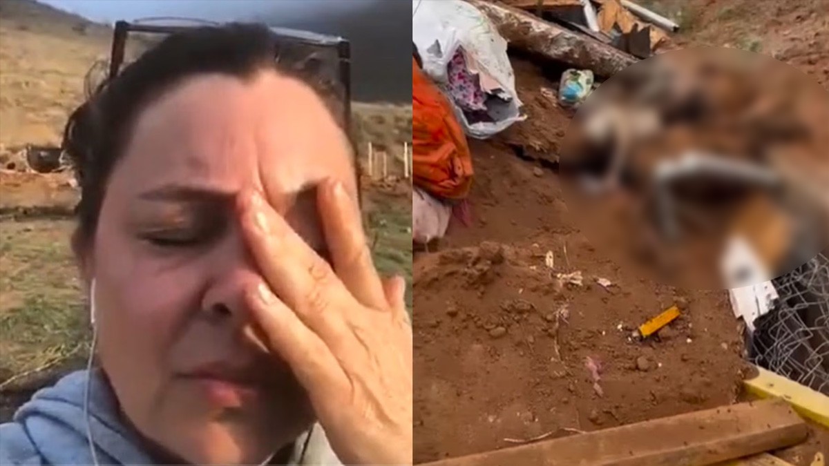 Entra maquinaria a albergue de animales y los mata durante su paso