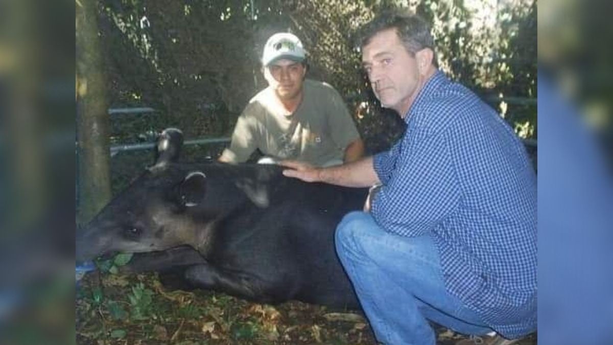 Muere 'Scooter', el tapir actor de “Apocalypto“ que vivía en el ZooLeón