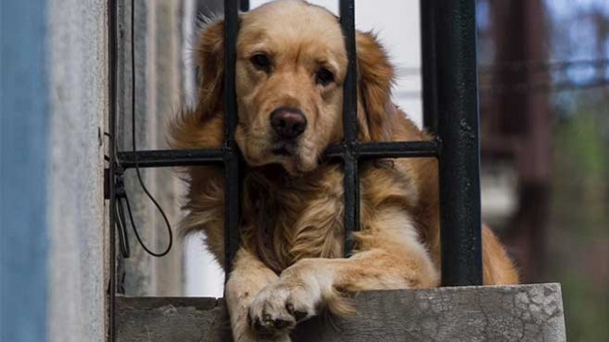 Perro será sacrificado y lo llevan a la cárcel para que se despida de su dueño