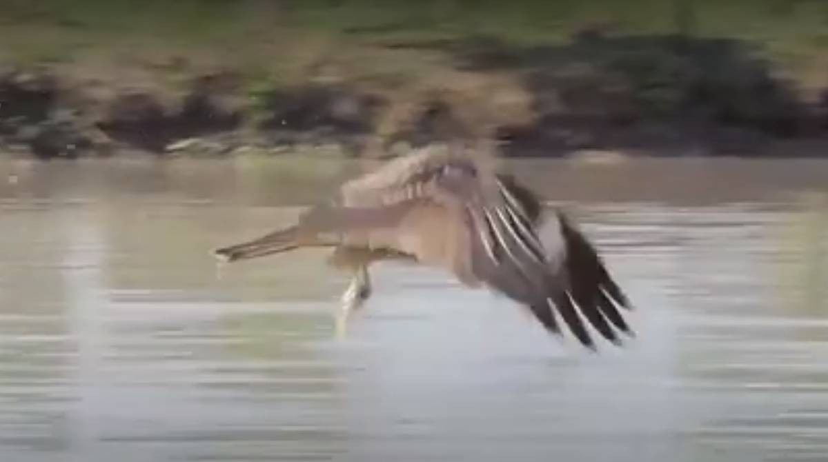 VIDEO Cámara capta una águila volando con un tiburón en playas de México