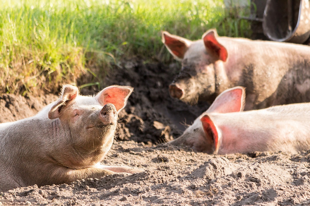 ¿Te gusta la carne? Granjas venden ‘cerdosNFT’ y así es como funcionan