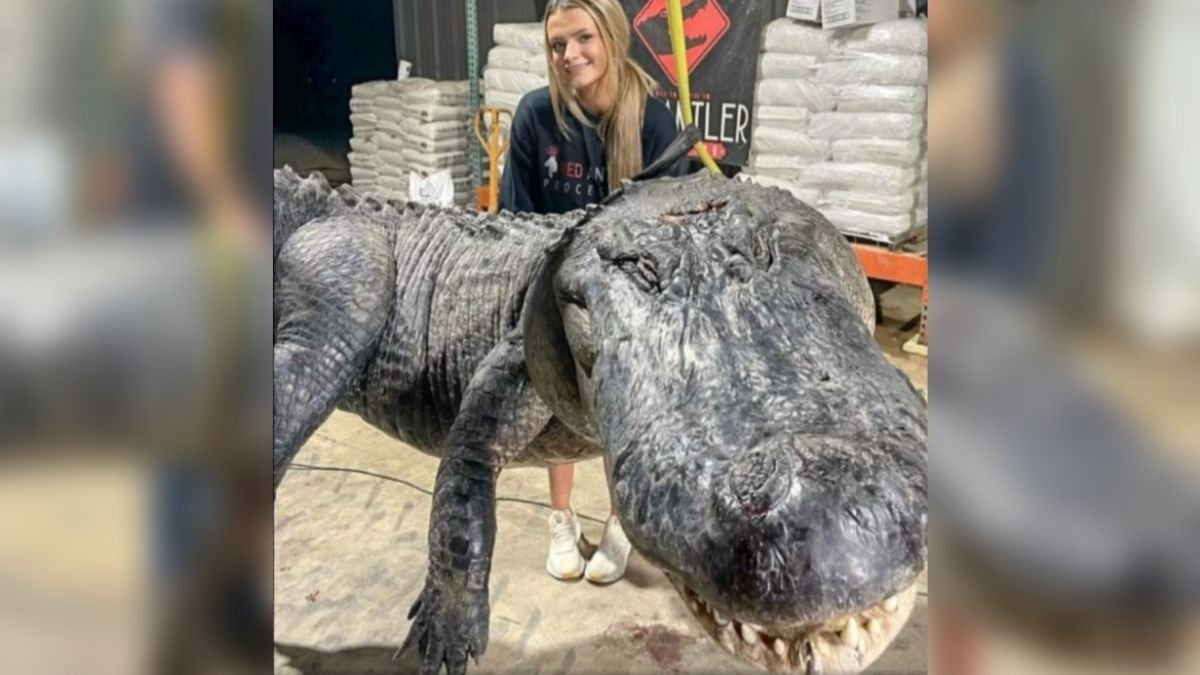 ¿Godzilla, eres tú? Cazan cocodrilo gigante de casi 5 metros y 400 kilos