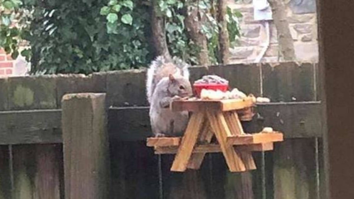Construye mesa de picnic en su patio trasero ¡para unas ardillas!