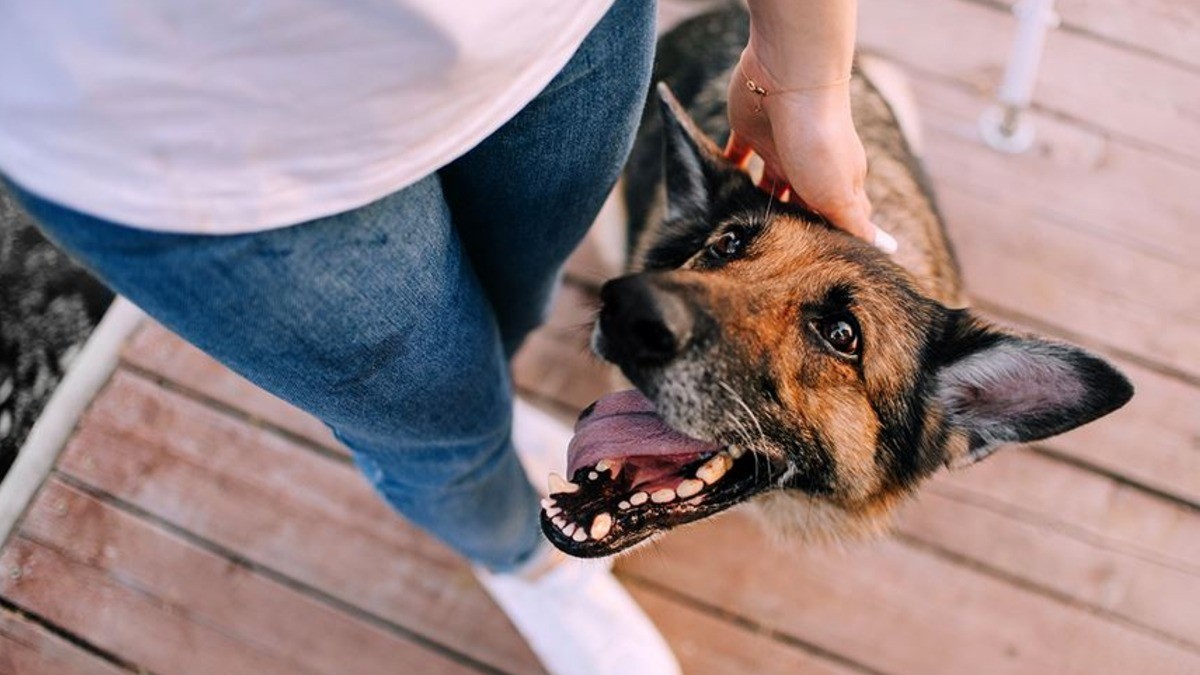 Con perros guardianes y seguridad en casa, guanajuatenses se protegen contra robos