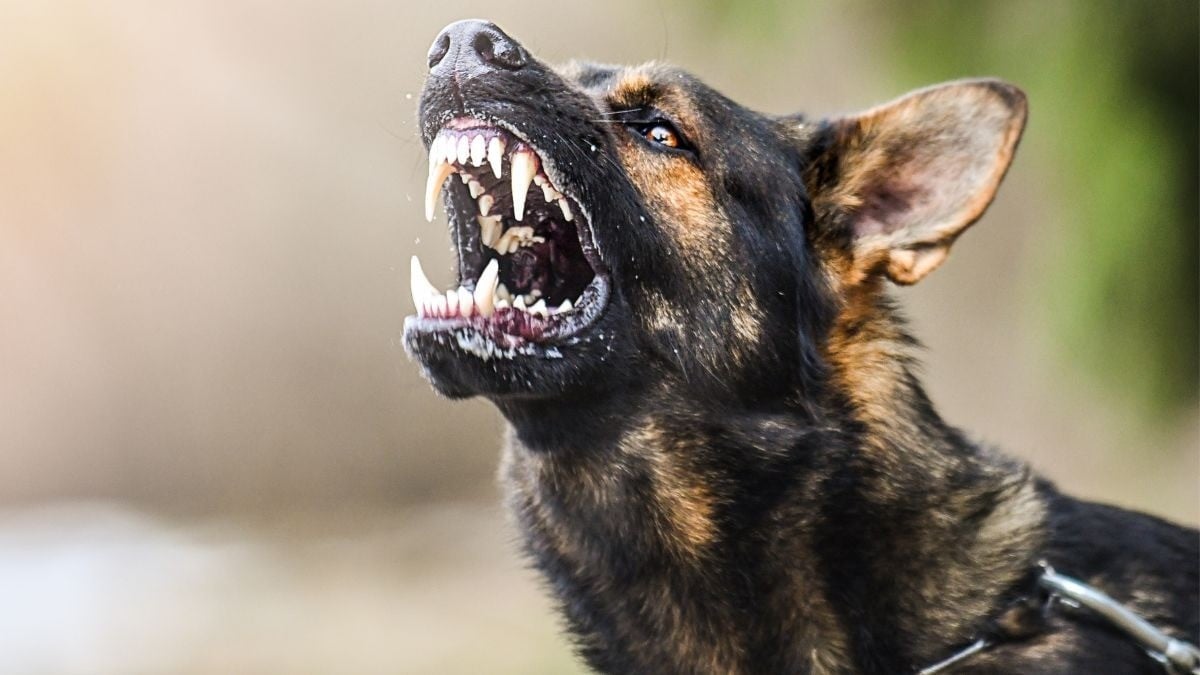 Entre gritos de dolor y ladridos, mujer muere atacada por sus perros al entrar a su propia casa