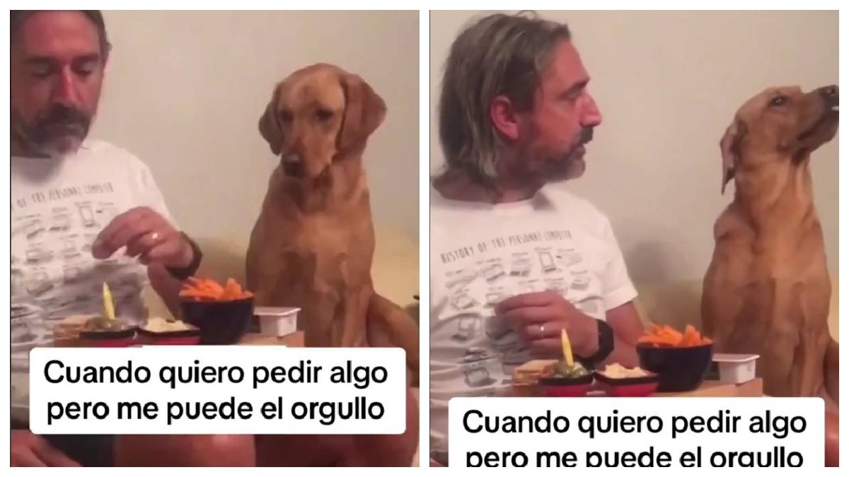 Perrito rechaza comida y se hace el indignado porque no le gustaba