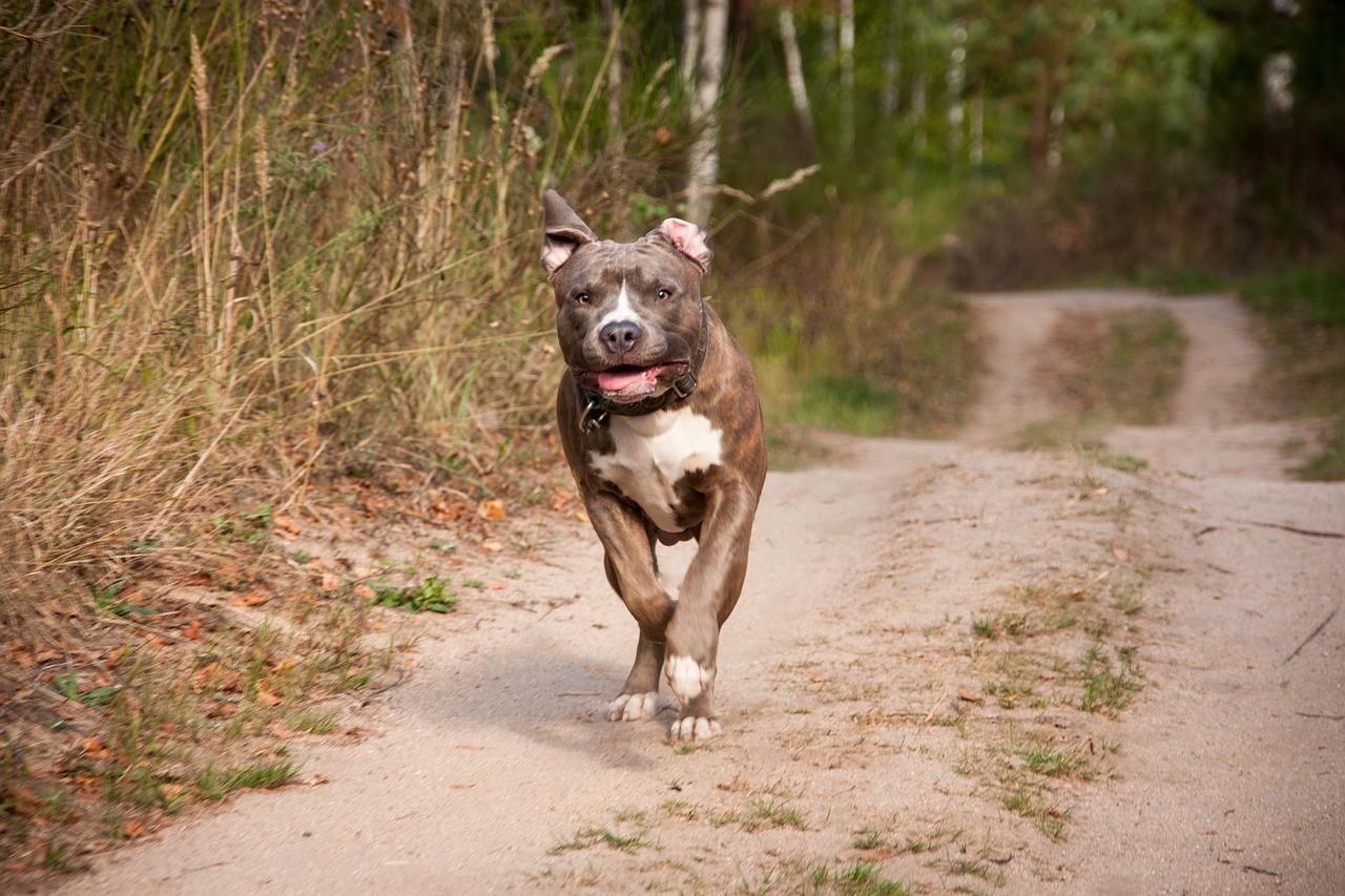Niño de cinco años salió de la escuela y un pitbull lo atacó y le arrancó el cuero cabelludo