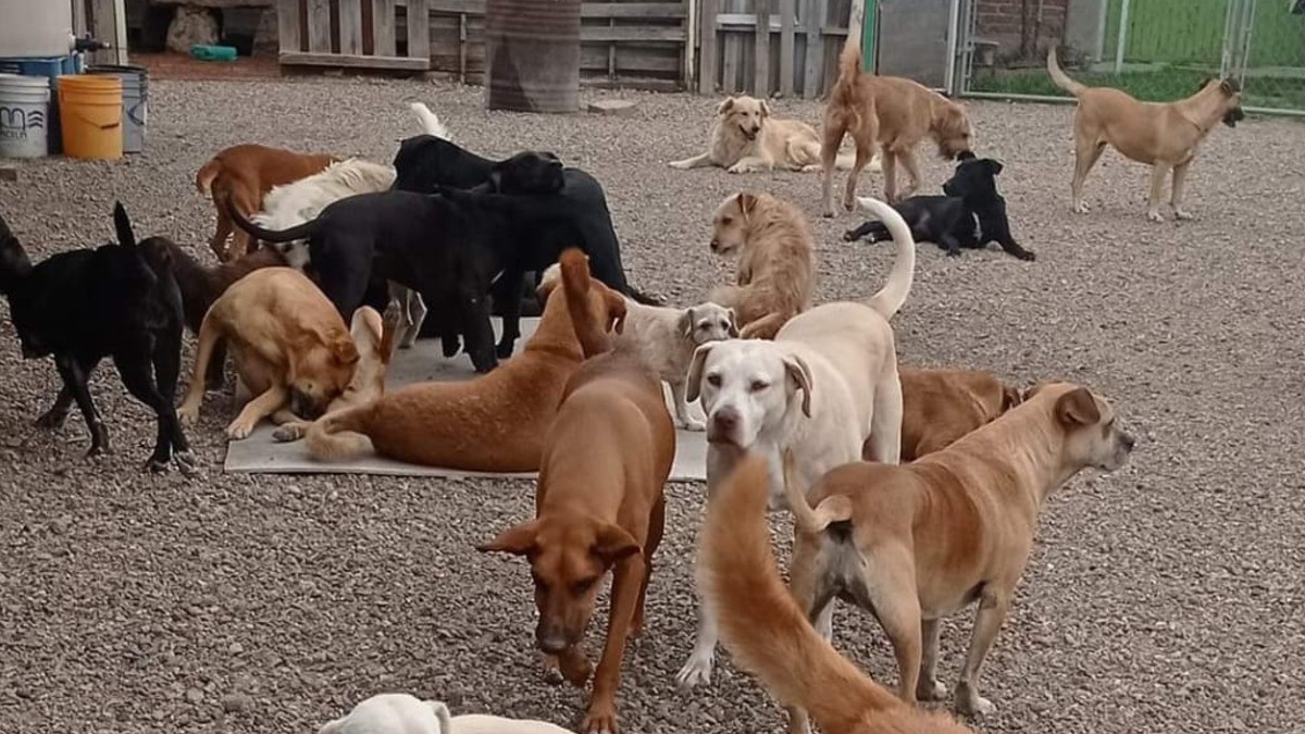 Dan en adopción a 3 perros capturados por ataques en León