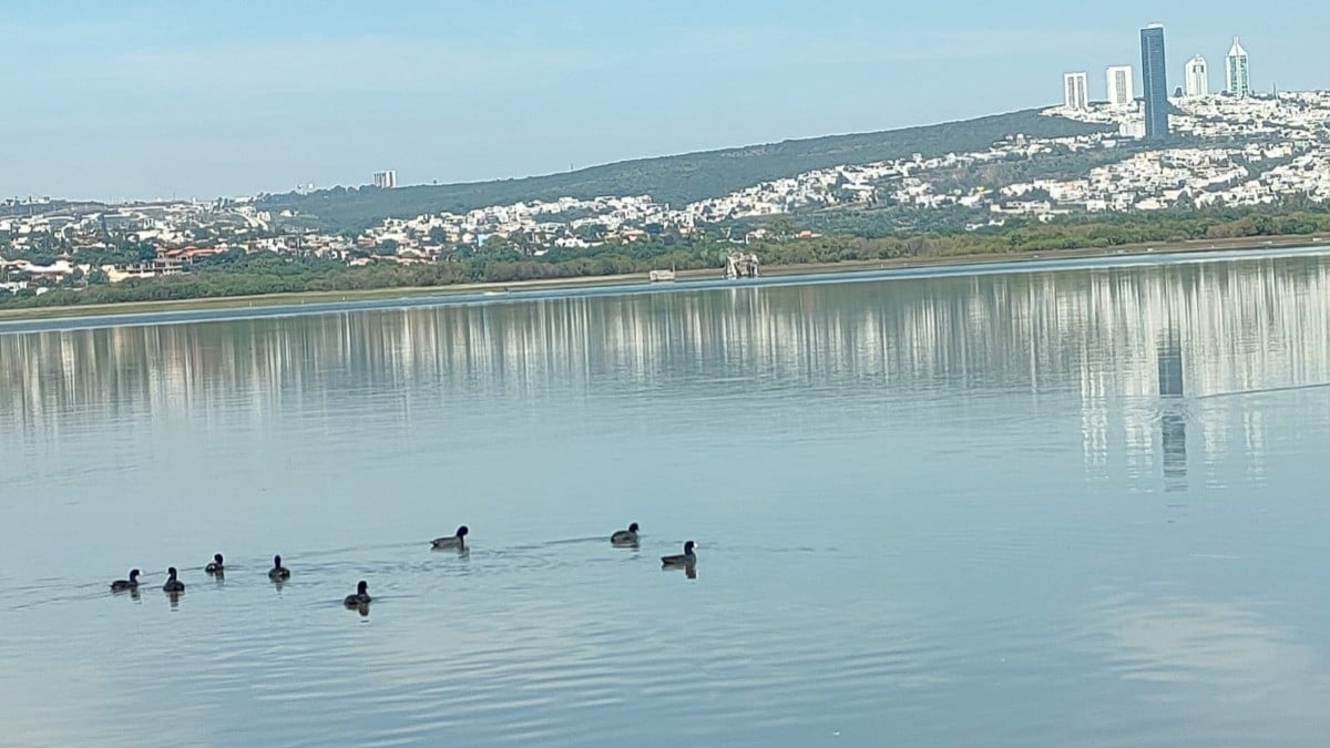 Esta fauna y vegetación desaparecerán si se seca la Presa de El Palote