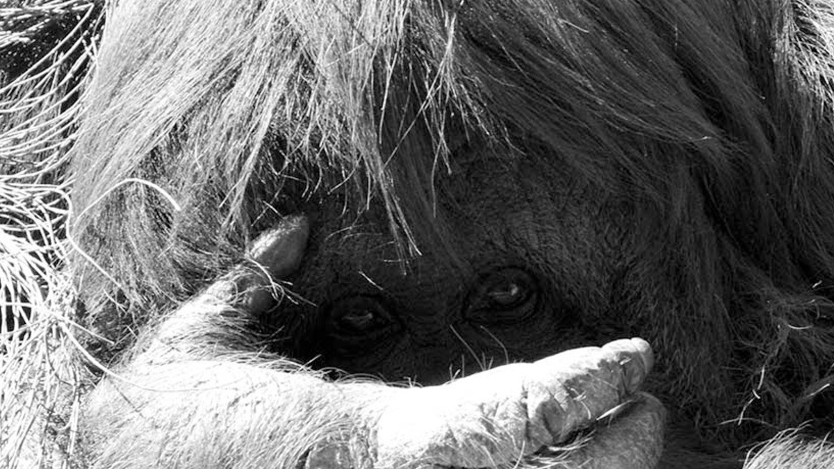 ¡ZooLeón llega al rescate de 18 ejemplares!