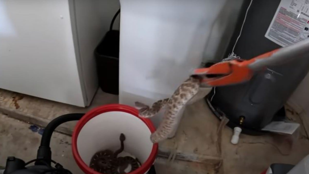 ¡Auxilio, hay 20 serpientes en mi casa! VIDEO