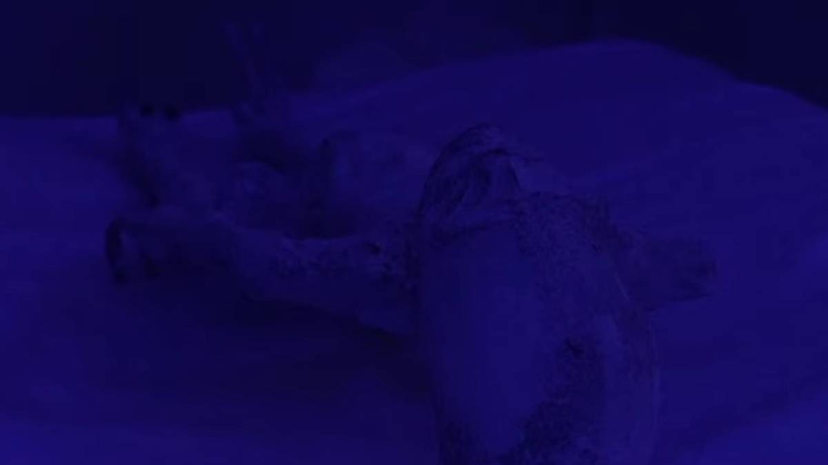 Analizan en vivo momias ‘no humanas’ presentadas por Jaime Maussan