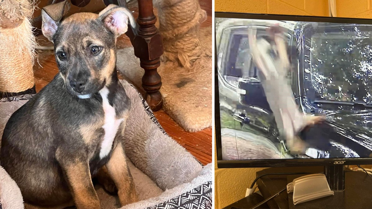 ¡Desalmado! Hombre lanza a cachorro desde su camioneta en movimiento a un albergue