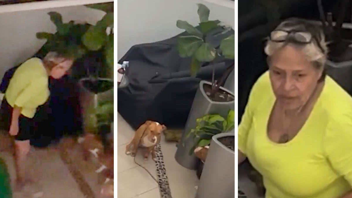 Mujer es captada mientras maltrata a mascotas; la bautizan como 'La Patea Perros'