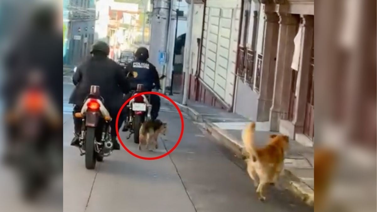 VIDEO Policía amarra a perrito a motopatrulla y lo obliga a correr mientras lo asfixia