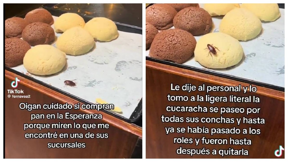 Cucaracha se pasea tranquila por las conchas en esta panadería