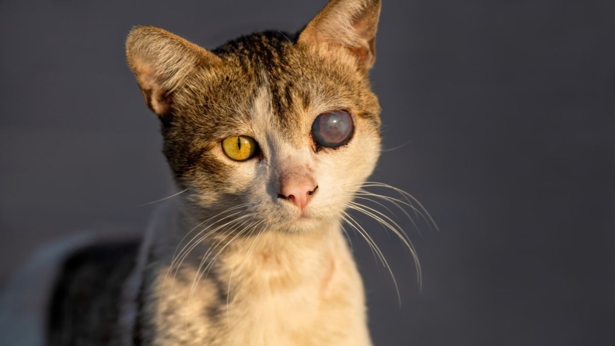 Nueve de cada 10 gatitos rescatados han sido maltratados, ¡respeta a los animales!