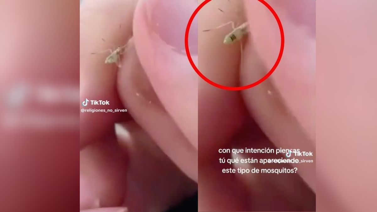¿Esto es real? ¡Aparece mosquito con número de serie!
