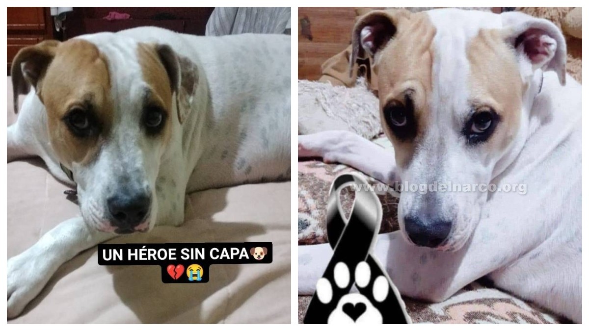 Perrito enfrenta a ladrones para defender a su dueño en asalto y lo matan a balazos