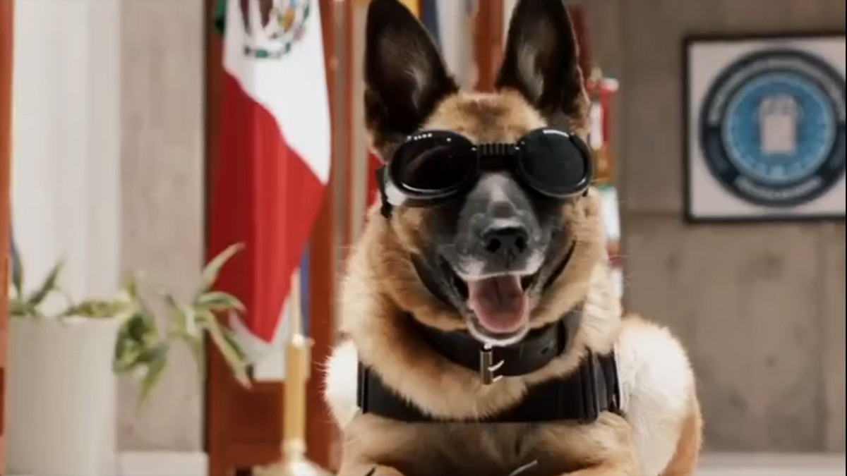 Agente olvida a perrita policía en cajuela y al recordar la sacó, pero ya estaba muerta