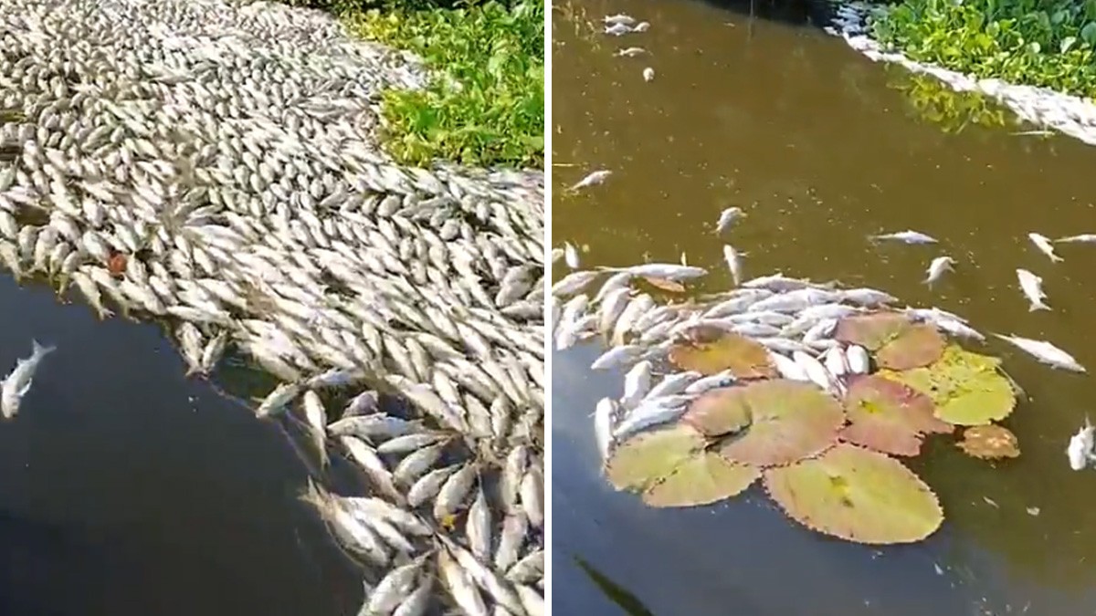 Miles de peces aparecen muertos en una laguna; nadie sabe por qué